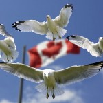 gulls-formation-flag-sky-45874